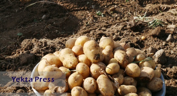 عرضه قطره چکانی سیب زمینی به بازار؛ ممنوع