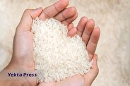بازار برنج چگونه کنترل می شود؟