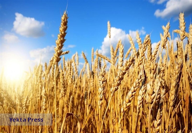 پیش۳.۵ میلیون تن گندم در سال جاری