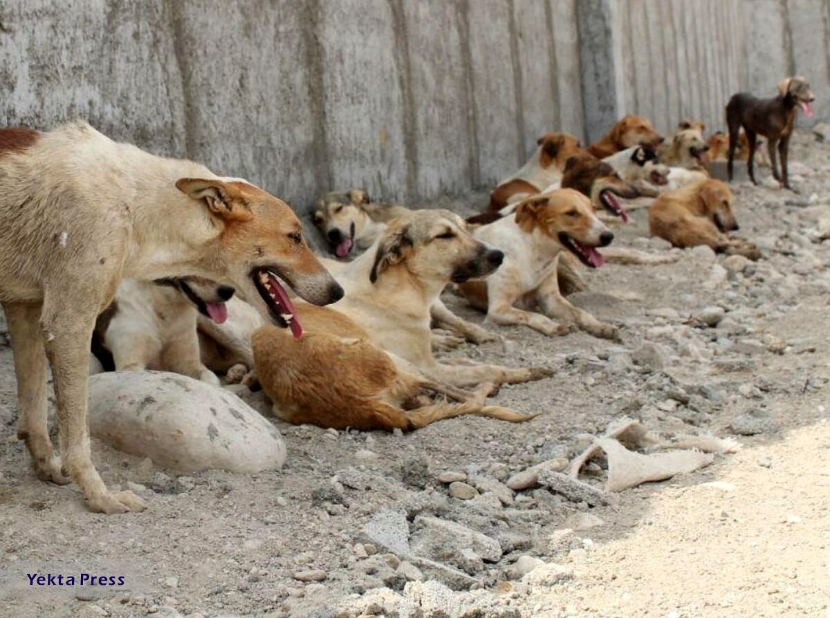 تهران ۱۰ هزار سگ بدون صاحب دارد