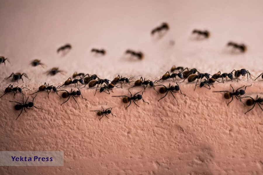 راهی تضمینی برای دفع مورچه از خانه