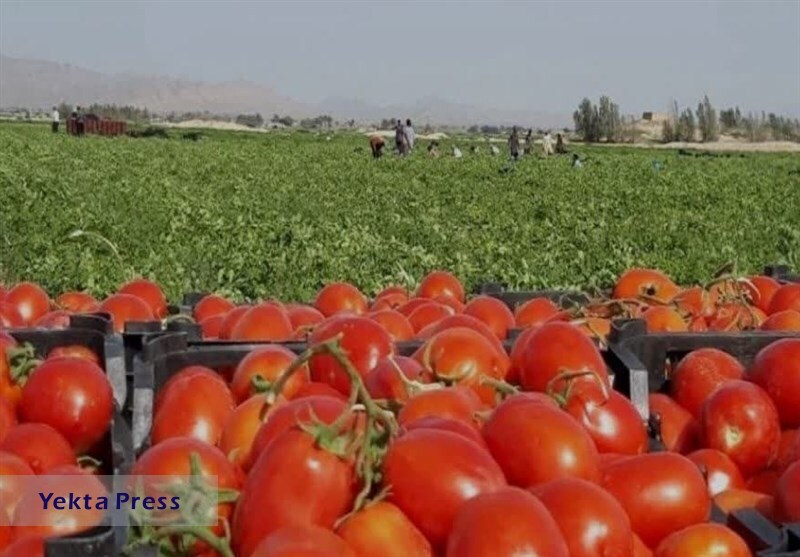 قیمت گوجغ هم گران تر شد!