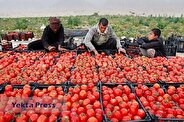 قیمت گوجه‌فرنگی کاهشی شد