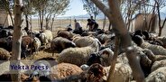 چالش‌های بازار دام سبک در ایران/ رتبه چهارم تولید دام در جهان هستیم