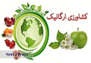 ارگانیک‌ها: چالش قیمت، فرصت صادرات