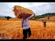 گندمکاران چشم به راه تسویه دولت