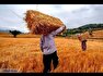 گندمکاران چشم به راه تسویه دولت