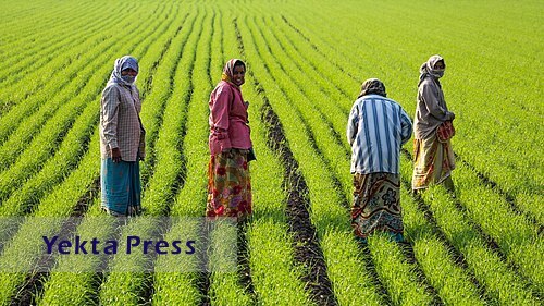 واکاوی قیمت برنج در سرزمین‌های شمالی ایران
